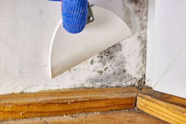 Best Mold Prevention Services  in Oxford, MI